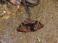 Noctuana haematospila