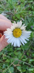 Bellis sylvestris