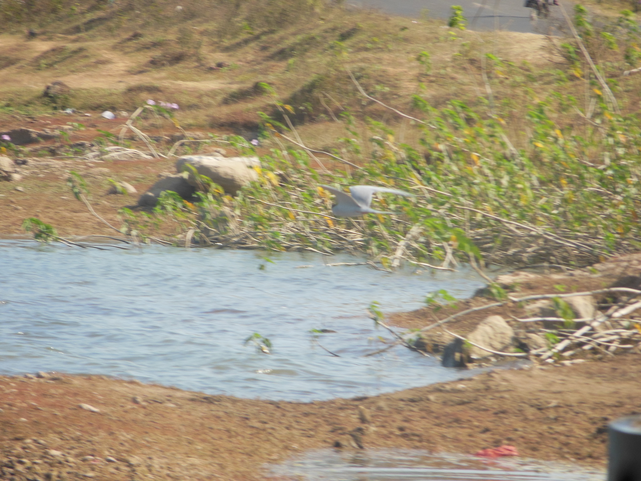 River Tern