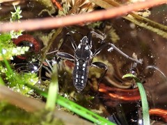 Velia gridellii
