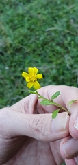 Senecio leucanthemifolius image