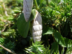 Brephulopsis