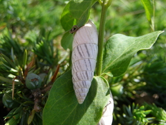 Brephulopsis