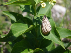 Brephulopsis