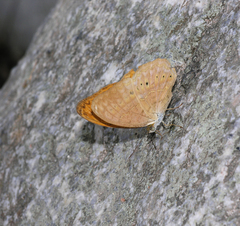 Cirrochroa tyche mithila