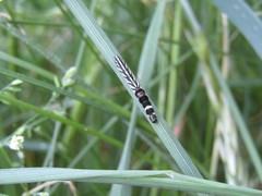 Helcystogramma