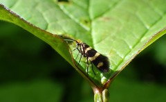 Micropterix aureatella