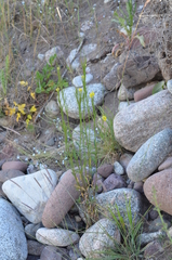 Erysimum hieraciifolium