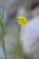 Erysimum hieraciifolium