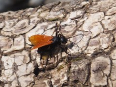 Calopompilus pyrrhomelas