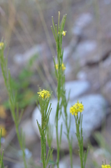 Erysimum hieraciifolium