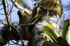 Lepidocolaptes squamatus