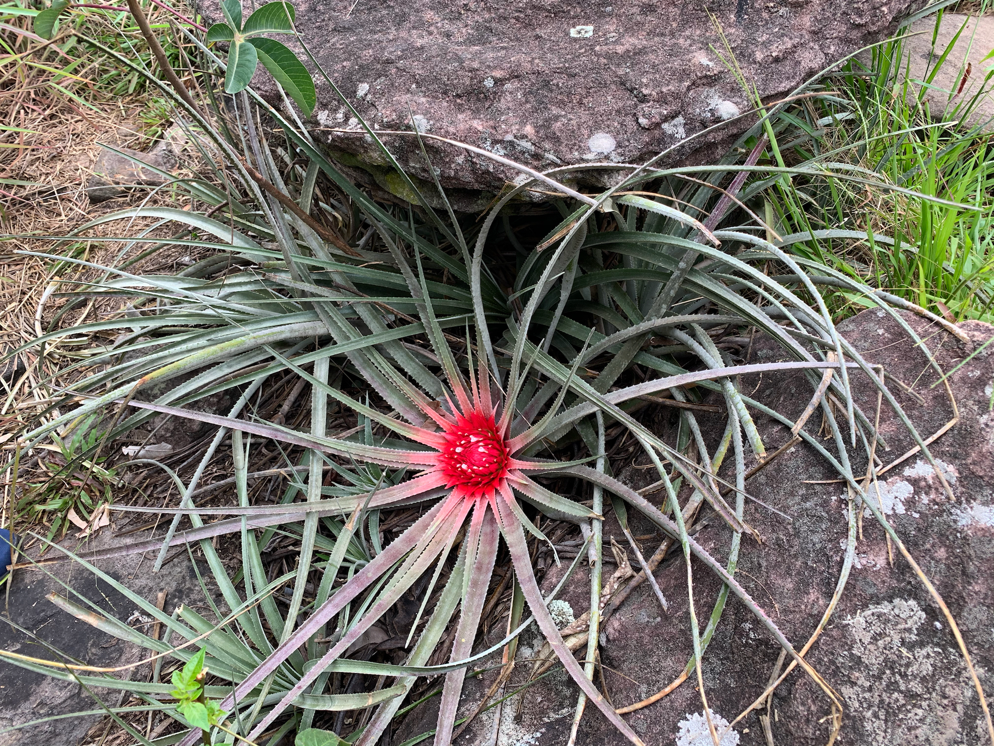 Sincoraea burle-marxii · iNaturalist
