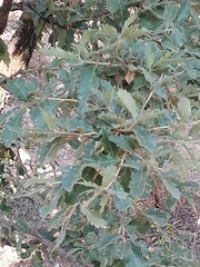 Quercus deserticola