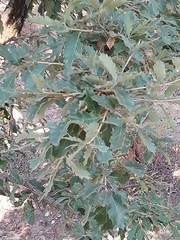 Quercus deserticola