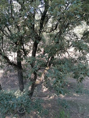 Quercus deserticola