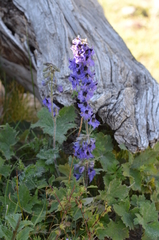 Delphinium iliense