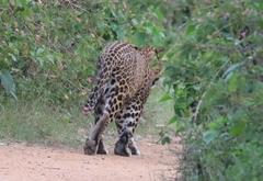 Panthera pardus fusca