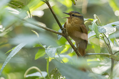 Dendroma rufa