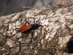 Calopompilus pyrrhomelas