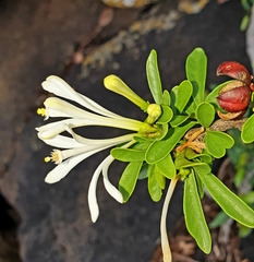 Turraea obtusifolia