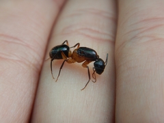 Camponotus