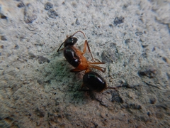 Camponotus