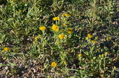 Pentanema britannica