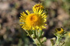 Pentanema britannica