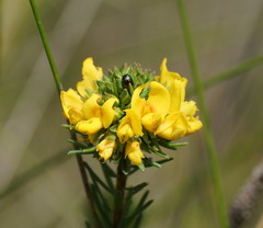 Pultenaea weindorferi