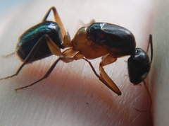 Camponotus