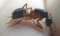 Camponotus