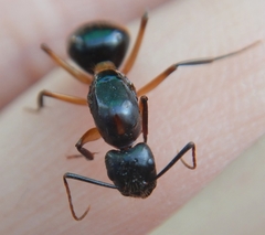 Camponotus