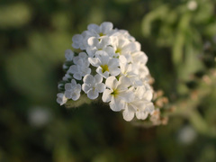 Heliotropium suaveolens