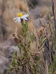 Diplostephium meyenii
