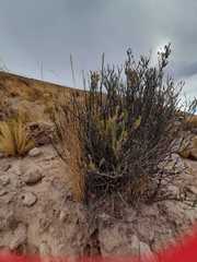 Diplostephium meyenii