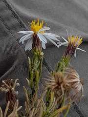 Diplostephium meyenii