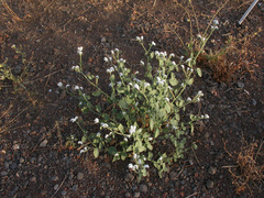 Heliotropium suaveolens