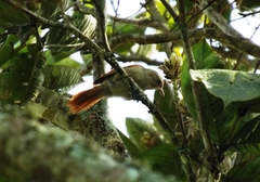 Cranioleuca subcristata