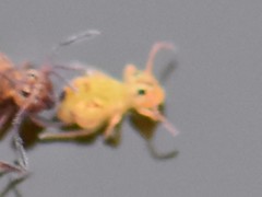 Sminthurus nigromaculatus