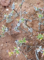 Delosperma neethlingiae