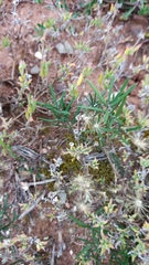 Delosperma neethlingiae