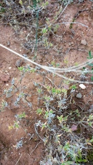 Delosperma neethlingiae