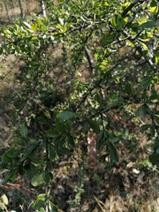 Sideroxylon celastrinum