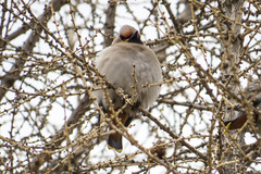 Bombycilla garrulus