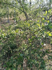 Sideroxylon celastrinum