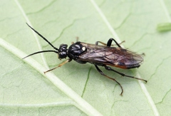 Tenthredopsis coquebertii