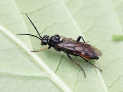 Tenthredopsis coquebertii