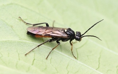 Tenthredopsis coquebertii