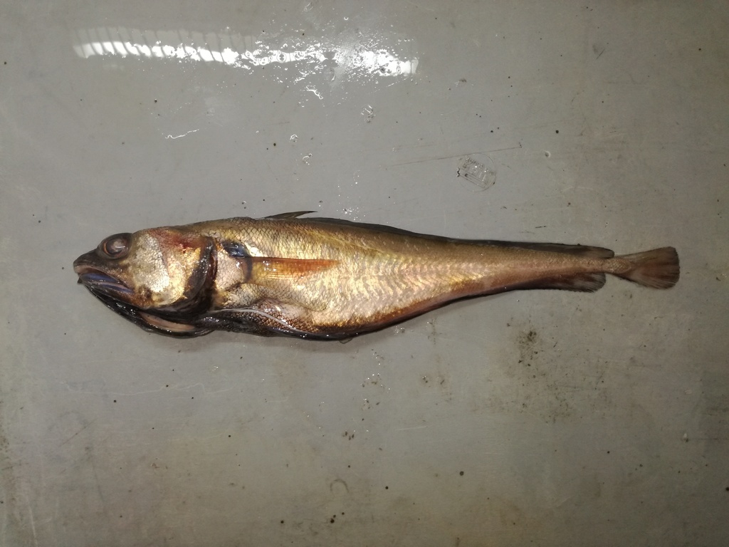 Talara codling (Physiculus talarae) — Moridae